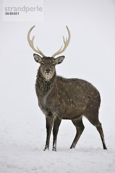 Damwild (Dama dama)  Wildpark Altenfelden  Oberösterreich  Österreich  Europa