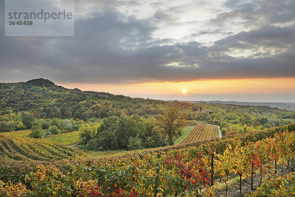 Weinberge bei Sonnenuntergang in der Nähe von Cividale  Friaul  Italien  Europa
