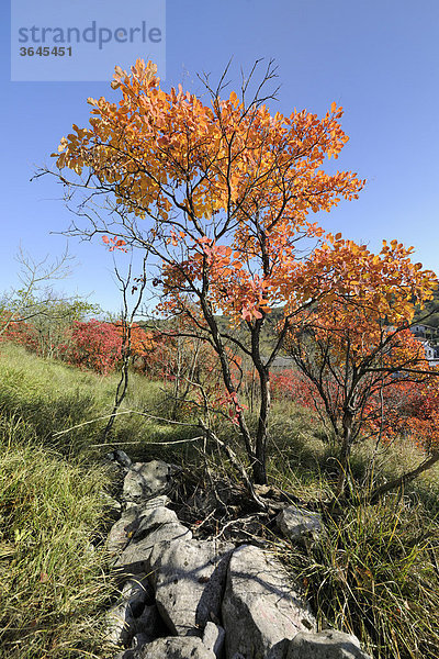 Karst und Perückenstrauch  auch Perückenbaum  Fisettholz oder Färbersumach (Cotinus coggygria  Syn. Rhus cotinus)  in prächtiger Herbstfärbung  Slowenien  Europa