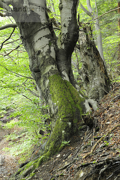 Buche (Fagus)  Mala Fatra Nationalpark  Slowakei  Europa