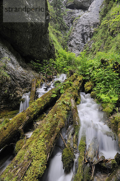 Dolne Diery ravine  Mala Fatra National Park  Slovakia  Europe