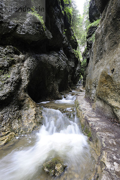 Steiganlage  Schlucht Dolne Diery  Mala Fatra Nationalpark  Slowakei  Europa