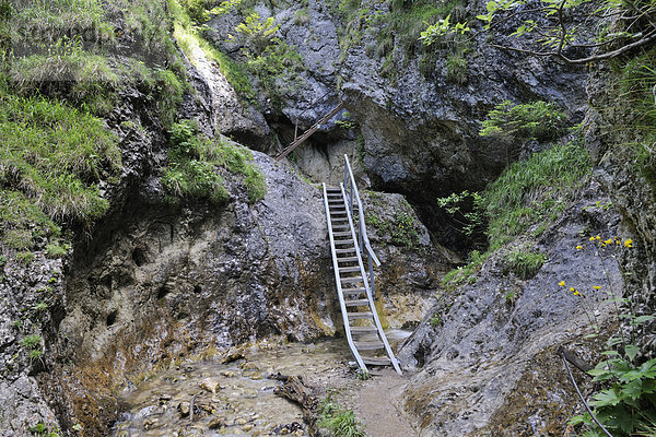 Steiganlage in der Schlucht Horne Diery  Mala Fatra Nationalpark  Slowakei  Europa