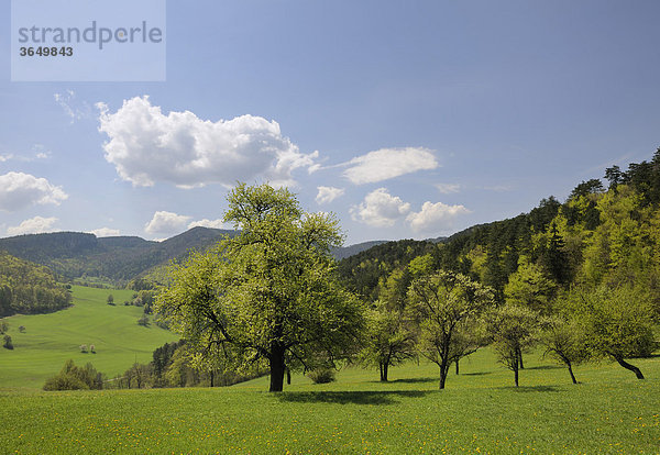 Blick vom Amöd Hof  Furth  Triestingtal  Niederösterreich  Österreich  Europa