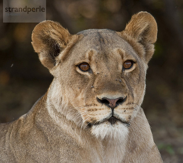 Löwin (Panthera leo)  Chobe Nationalpark  Botsuana  Afrika