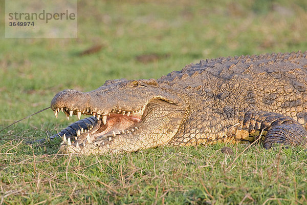 Nilkrokodil (Crocodylus niloticus)  Chobe Nationalpark  Botsuana  Afrika