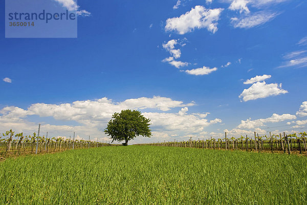 Baum zwischen den Weingärten  Illmitz  Burgenland  Österreich  Europa