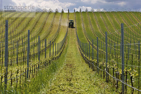 Traktor im Weingarten  Burgenland  Österreich  Europa