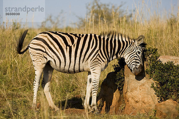 Steppenzebra (Equus quagga)  Ithala Nationalpark  Südafrika  Afrika Equus quagga Steppenzebra