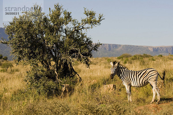 Steppenzebra (Equus quagga)  Ithala Nationalpark  Südafrika  Afrika Equus quagga Steppenzebra