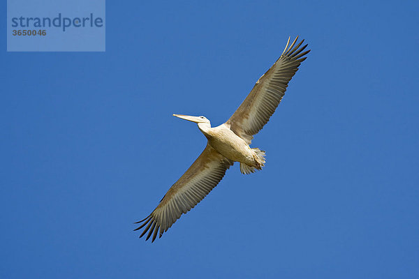 Rötelpelikan (Pelecanus rufescens)  Mkhuze Nationalpark  Südafrika  Afrika