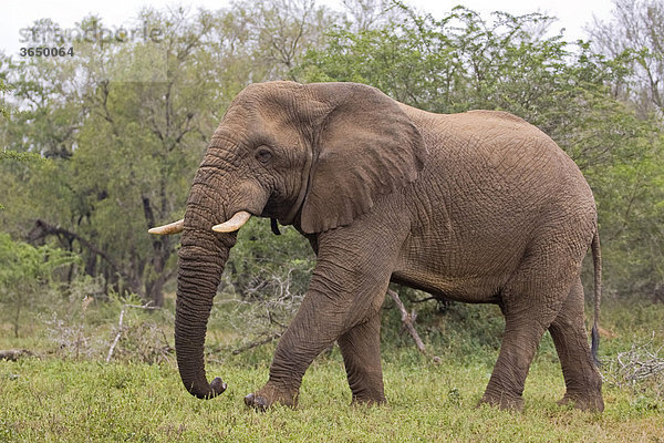 Elefant (Loxodonta africana)  Hluhluwe-Imfolozi Nationalpark  Südafrika  Afrika