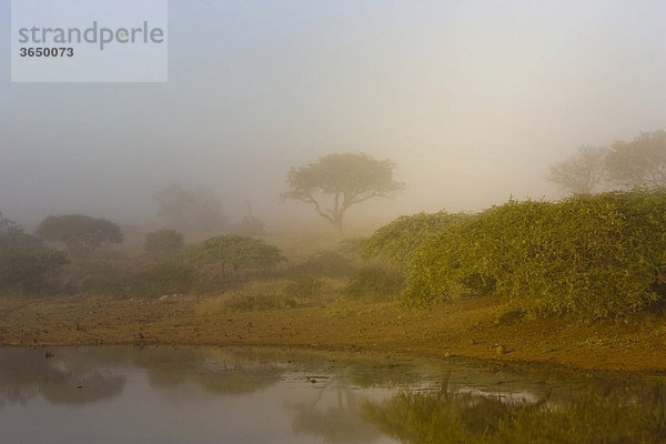 Wasserloch im Morgennebel  Mkhuze Nationalpark  Südafrika  Afrika