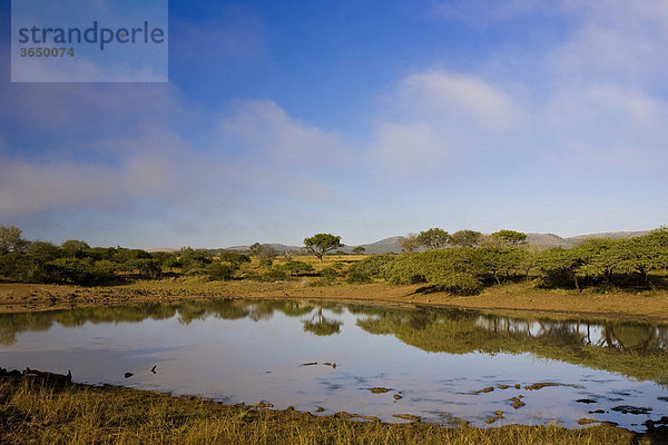 Wasserloch  Mkhuze Nationalpark  Südafrika  Afrika
