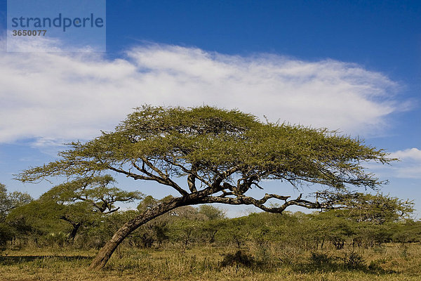 Schirmakazie (Acacia tortilis)  Mkhuze Nationalpark  Südafrika  Afrika