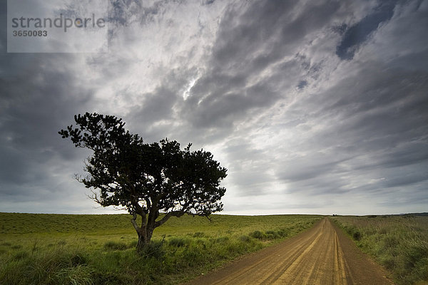 Baum bei Gewitterstimmung  St. Lucia Wetland Nationalpark  Südafrika  Afrika