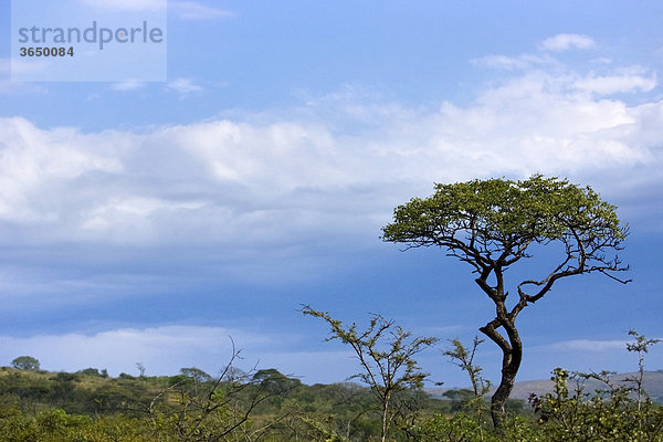 Baum bei Gewitterstimmung  Hluhluwe-Imfolozi Nationalpark  Südafrika  Afrika