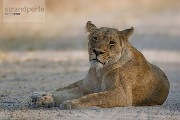 Löwin (Panthera leo)  Hwange Nationalpark  Simbabwe  Afrika