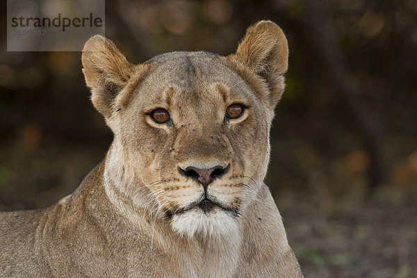 Löwin (Panthera leo)  Chobe Nationalpark  Botsuana  Afrika