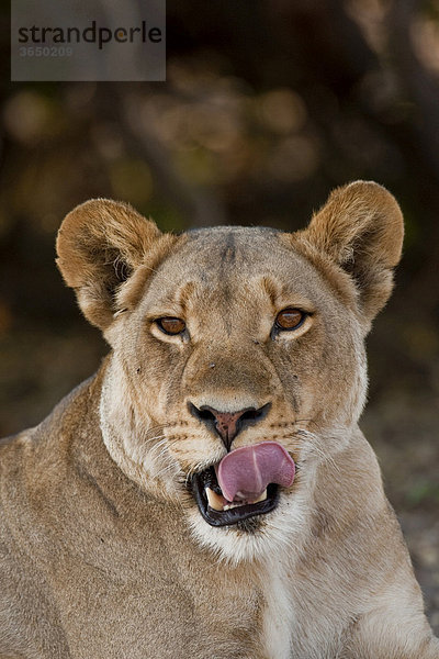 Löwin (Panthera leo)  Chobe Nationalpark  Botsuana  Afrika