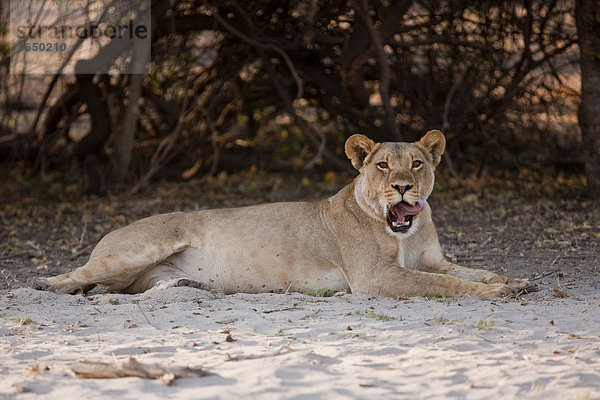 Löwin (Panthera leo)  Chobe Nationalpark  Botsuana  Afrika