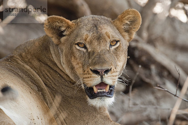 Löwin (Panthera leo)  Chobe Nationalpark  Botsuana  Afrika