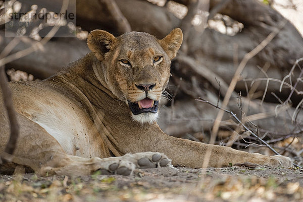 Löwin (Panthera leo)  Chobe Nationalpark  Botsuana  Afrika