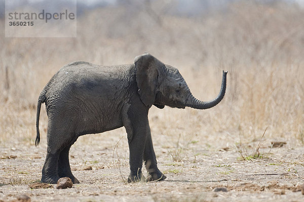 Elefant (Loxodonta africana)  Hwange Nationalpark  Simbabwe  Afrika