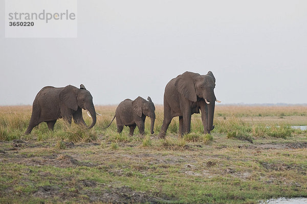 Elefanten (Loxodonta africana)  Chobe Nationalpark  Botsuana  Afrika