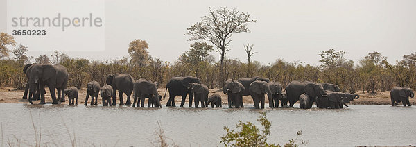 Elefanten (Loxodonta africana)  Chobe Nationalpark  Botsuana  Afrika