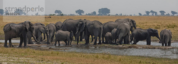Elefanten (Loxodonta africana)  Chobe Nationalpark  Botsuana  Afrika