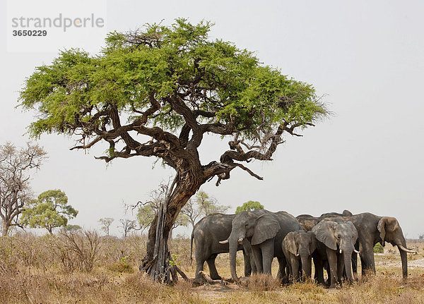 Elefanten (Loxodonta africana)  Chobe Nationalpark  Botsuana  Afrika