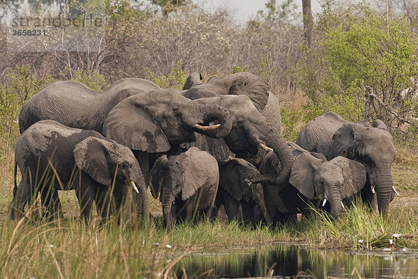 Elefanten (Loxodonta africana)  Mudumu Nationalpark  Namibia