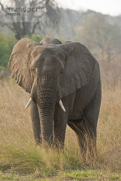 Elefant (Loxodonta africana)  Mudumu Nationalpark  Namibia  Afrika
