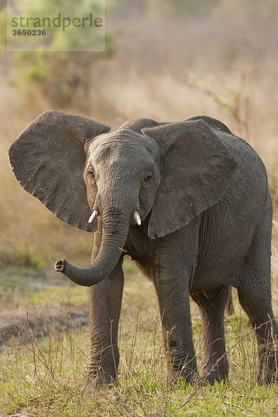 Elefant (Loxodonta africana)  Mudumu Nationalpark  Namibia  Afrika