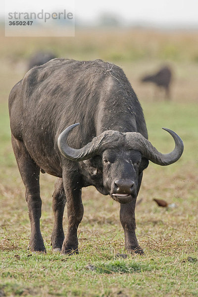 Afrikanischer Büffel (Syncerus caffer)  Chobe Nationalpark  Botsuana  Afrika