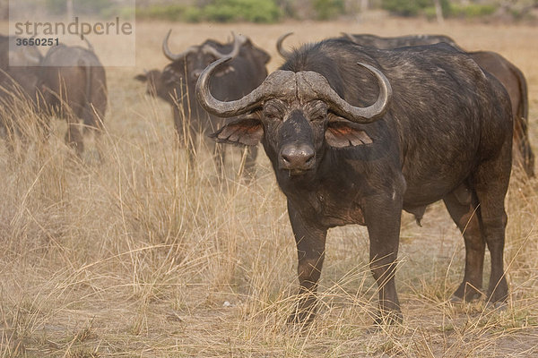 Afrikanische Büffel (Syncerus caffer)  Mudumu Nationalpark  Namibia  Afrika