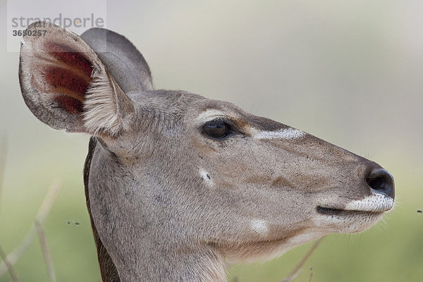 Großer Kudu (Tragelaphus strepsiceros)  Chobe Nationalpark  Botsuana  Afrika