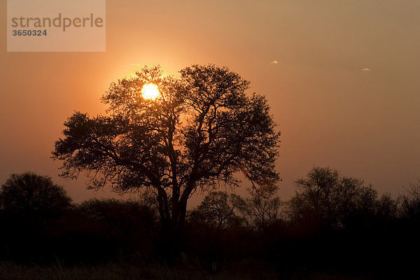 Baumsilhouette vor Sonnenuntergang  Hwange Nationalpark  Simbabwe  Afrika