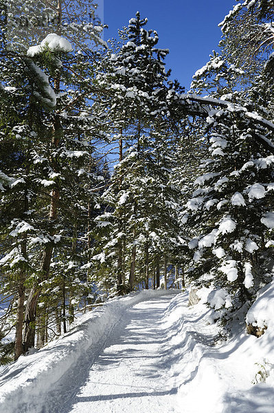 Winterlicher Waldweg am Eibsee  Grainau  Werdenfelser Land  Oberbayern  Bayern  Deutschland  Europa