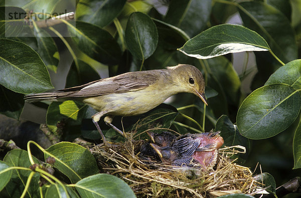 Gelbspötter (Hippolais icterina) Altvogel am Nest kurz vor Abnahme eines Kotballens