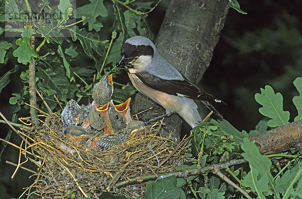 Schwarzstirnwürger (Lanius minor) Altvogel füttert Junge im Nest  Hortobagy-Puszta  Ungarn  Europa