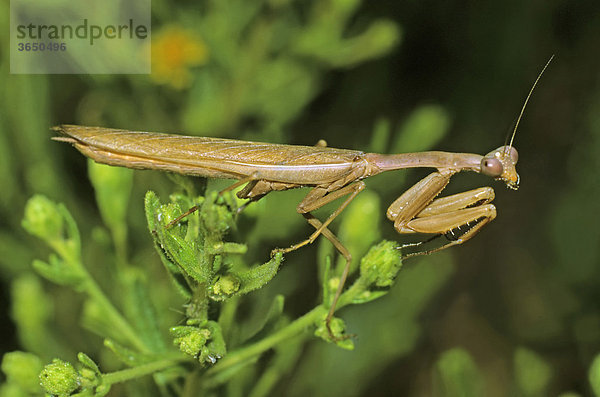 Gottesanbeterin (Mantis religiosa)  Männchen in Fangstellung