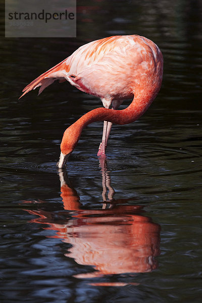 Flamingo (Phoenicopteriformes)