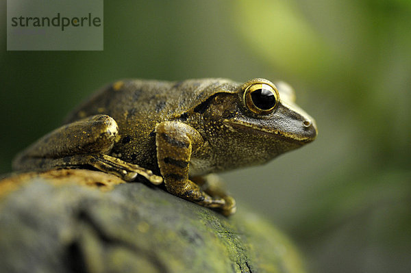 Weißbart-Ruderfrosch (Polypedates leucomystax)  Große Sunda-Inseln  Südostasien