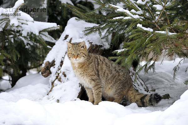 Wildkatze (Felis silvestris) im Winter