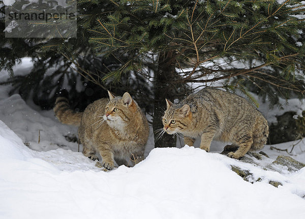 Wildkatze (Felis silvestris)  Jungtiere  im Winter vor Höhle
