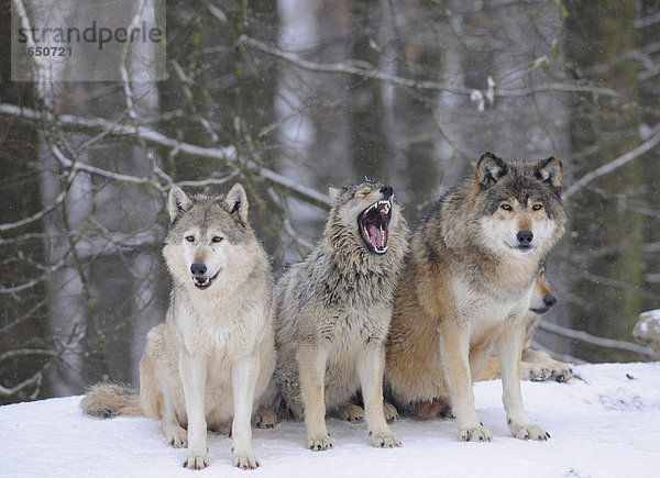 Mackenzie-Wolf  Kanadischer Wolf  Timberwolf (Canis lupus occidentalis)  drei Wölfe im Schnee  in der Mitte Jungtier