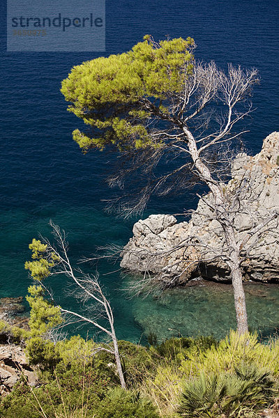 Aussicht auf die Bucht von Pollenca  Mallorca  Balearen  Spanien  Europa