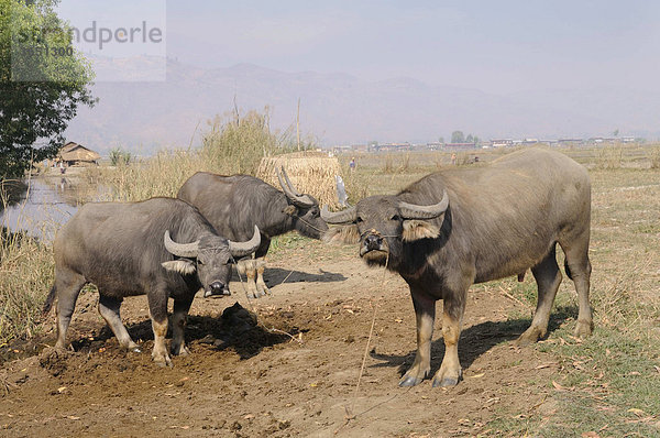 Wasserbüffel (Bubalus arnee)  Nyaungshwe  Inle-See  Shan Staat  Myanmar  Südostasien